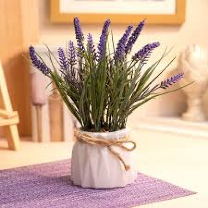 Лаванда в Державинске