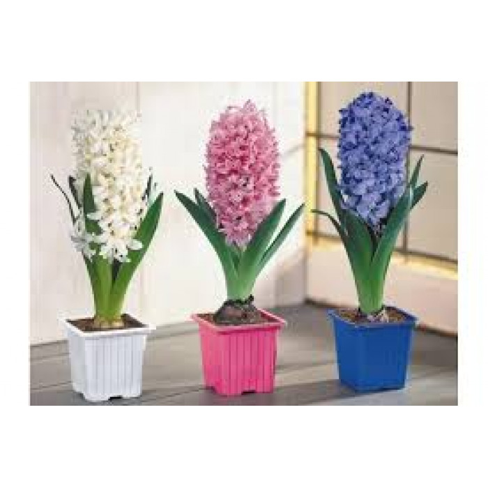 Гиацинты в Державинске