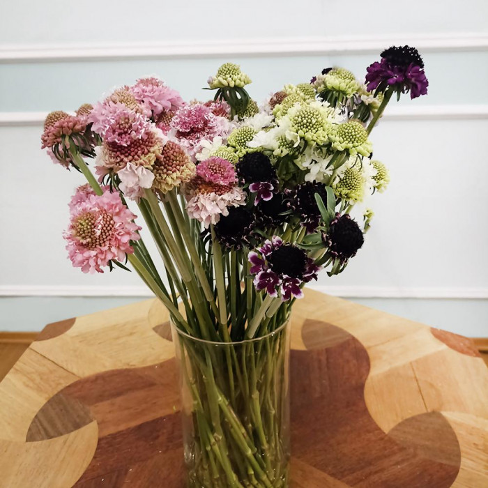 Скобиоза в Державинске