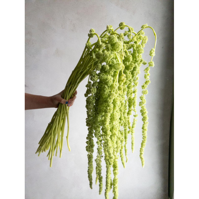 Амарантус в Державинске