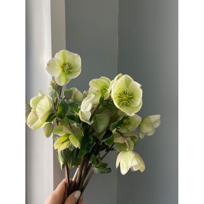 Хелеборус в Державинске