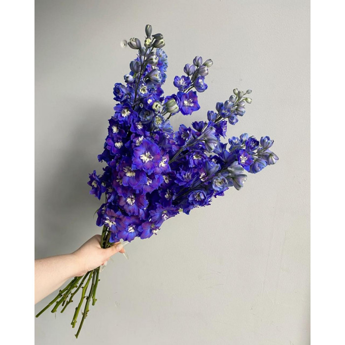 Делфиниум в Державинске