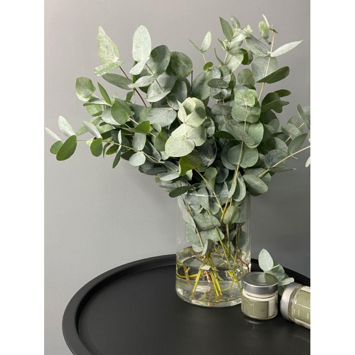 Эвкалипт в Державинске