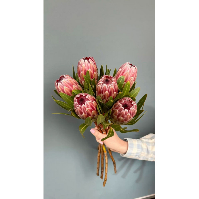 Протея в Державинске