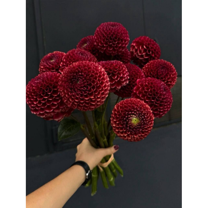 Георгины в Державинске