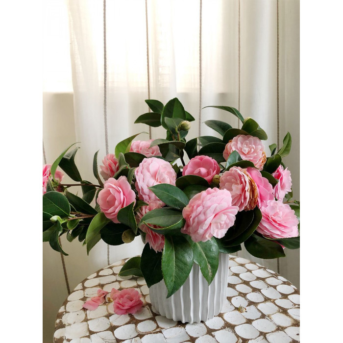 Камелия в Державинске