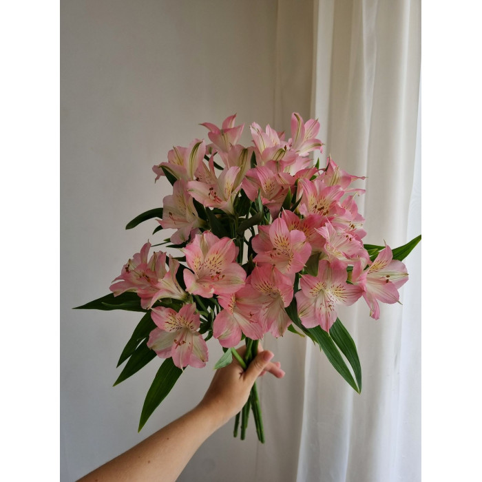 Альпиния в Державинске