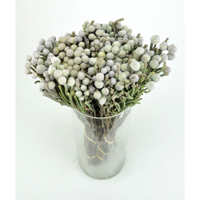 Бруния в Державинске