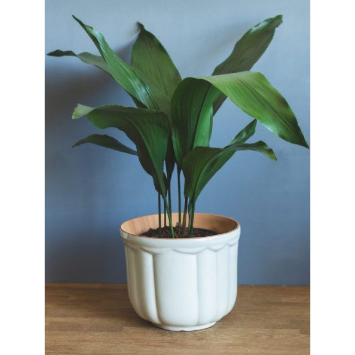 Аспидистра в Державинске