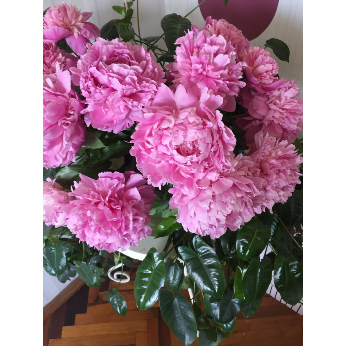 Пион древовидный в Державинске