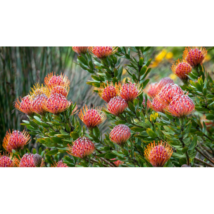 Леукоспермум в Державинске