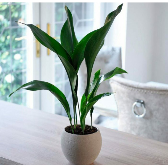 Средний цветок аспидистра Средний цветок аспидистра