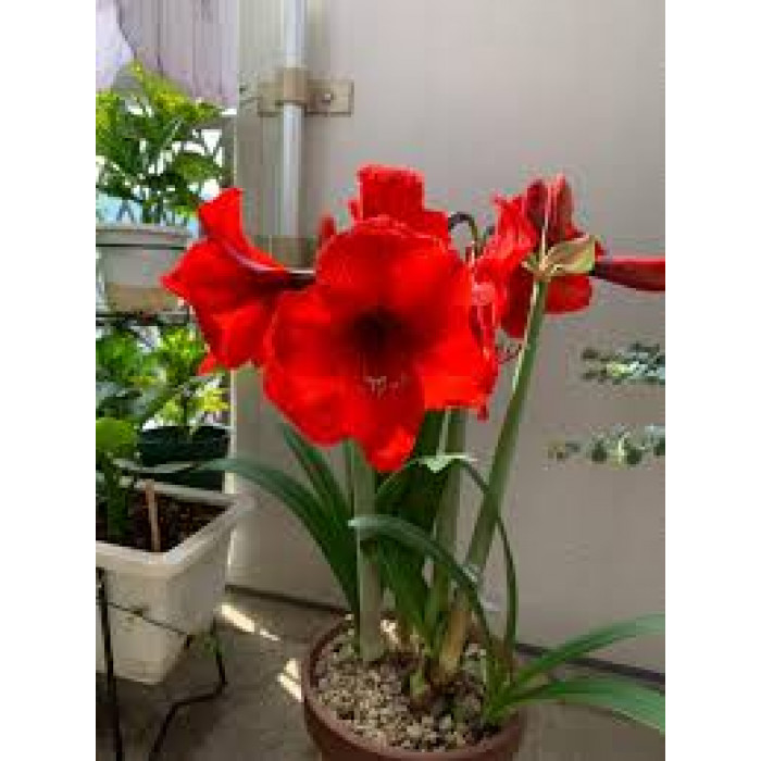 Амариллис в Державинске