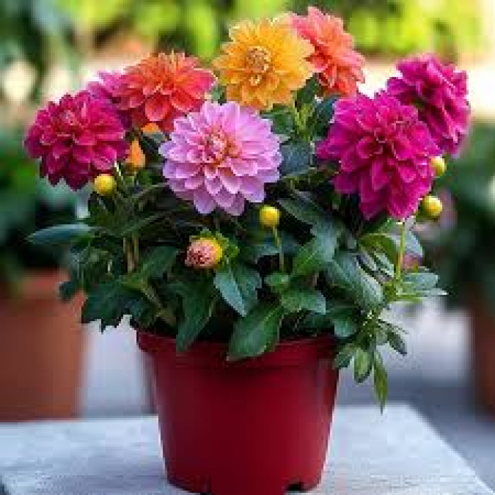 Георгины в Державинске