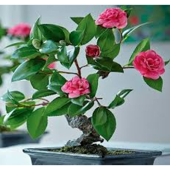 Камелия в Державинске