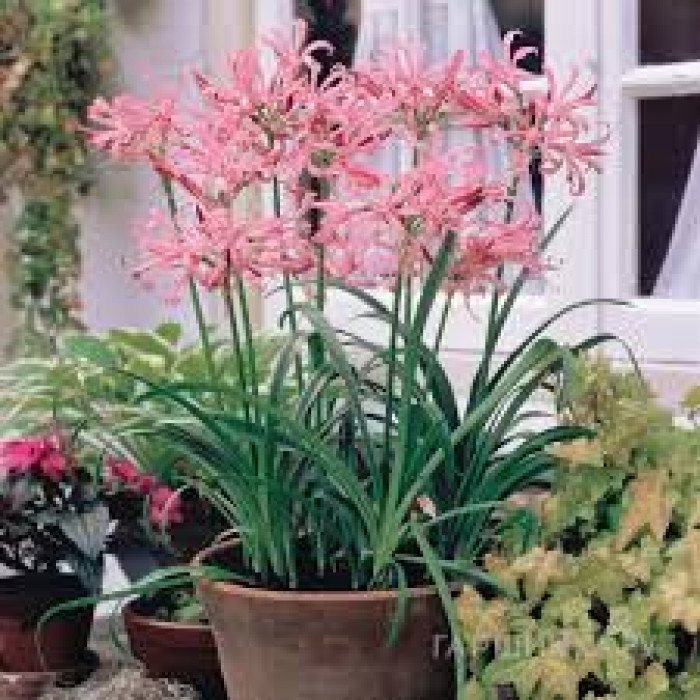 Нерине в Державинске