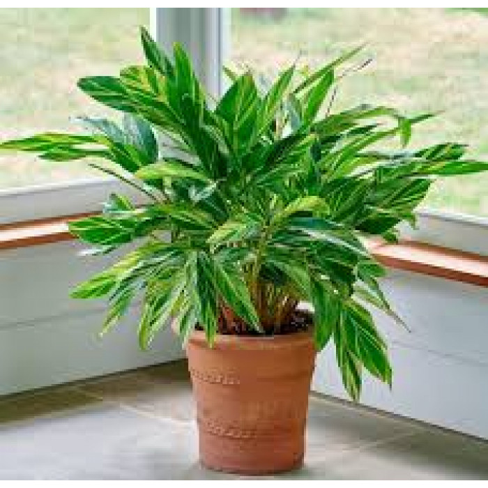 Альпиния в Державинске