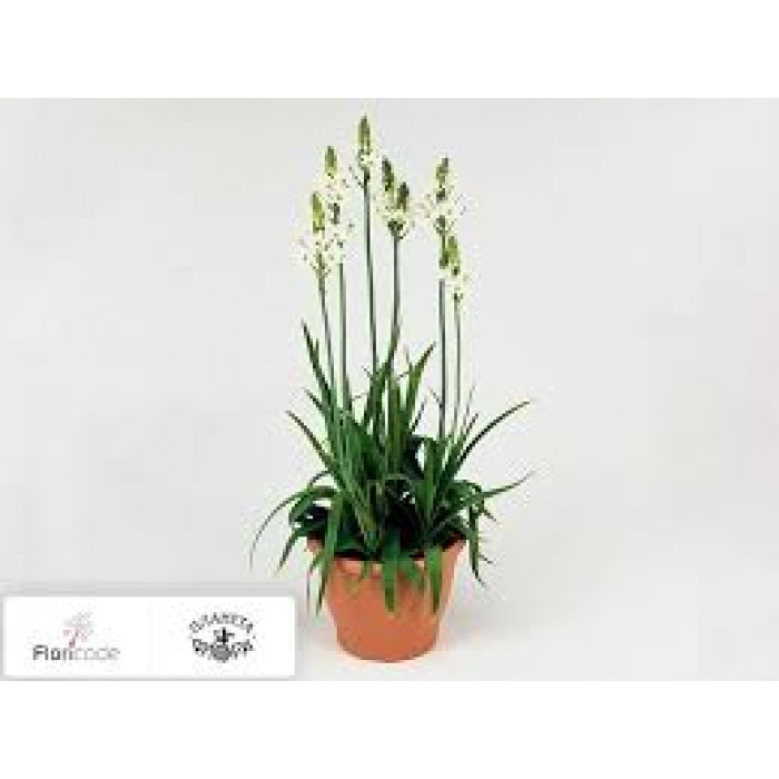 Орнитогалум в Державинске