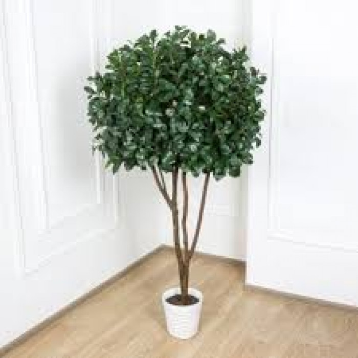 Рускус в Державинске