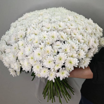 51 белая хризантема