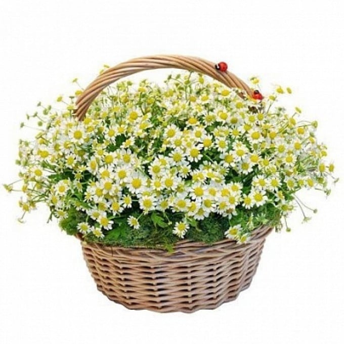 Воздушная корзина из ромашек Воздушная корзина из ромашек